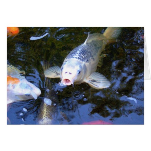 Koi Carp Cards (Front Horizontal)