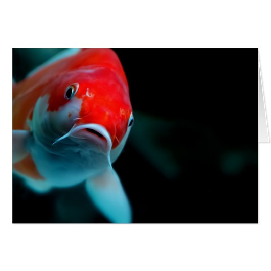 Koi carp cards (Front Horizontal)