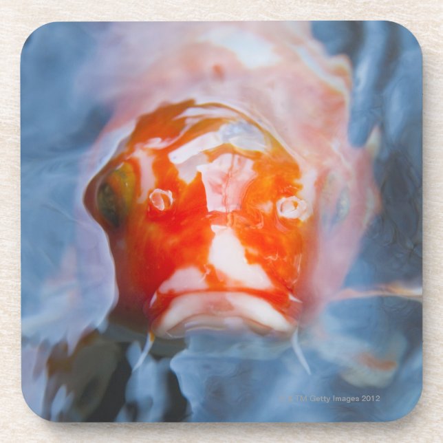 Koi Carp (Cyprinus carpio), Japan Drink Coaster (Front)