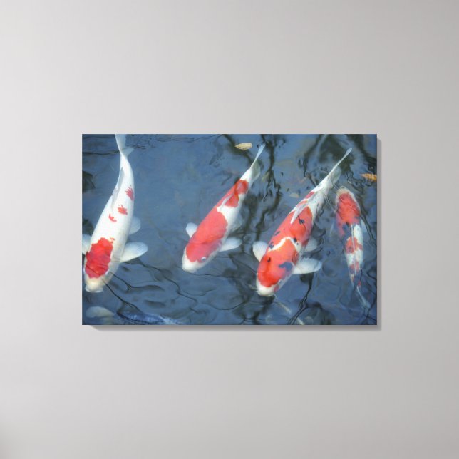 Koi carp in pond, high angle view canvas print (Front)