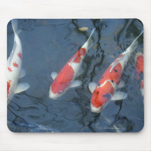 Koi carp in pond, high angle view mouse pad (Front)