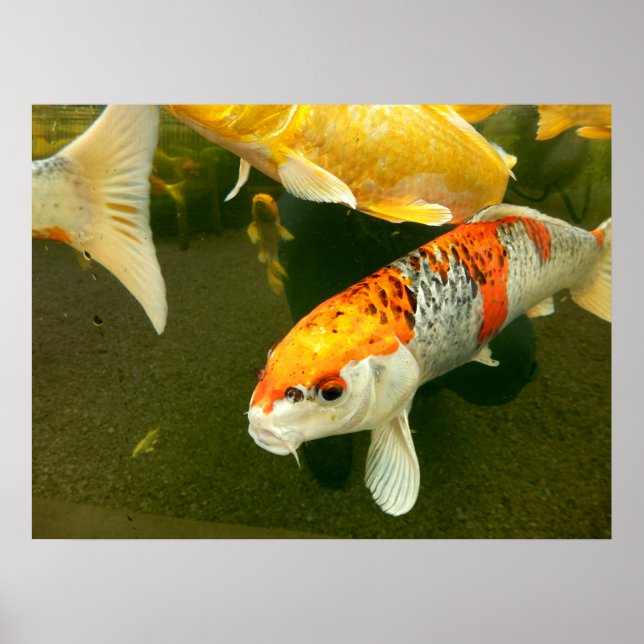 Koi Carp Poster (Front)