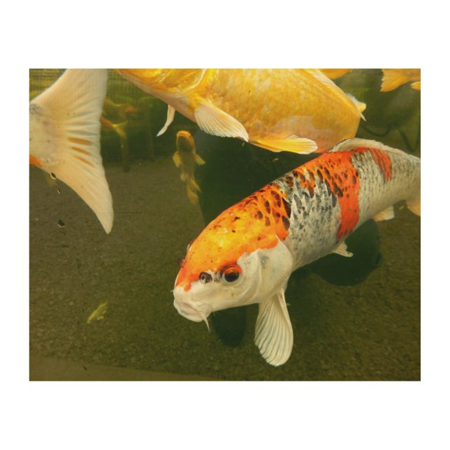Koi Carp Wood Wall Art (Front)