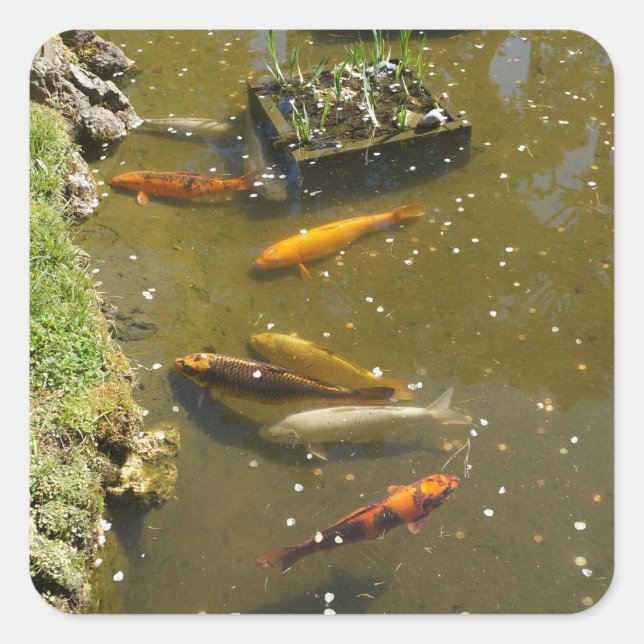 Koi Fish #3 Stickers (Front)