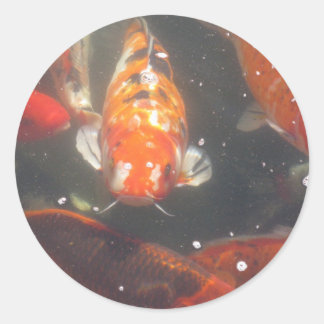 Koi Fish glide among the still green waters Classic Round Sticker