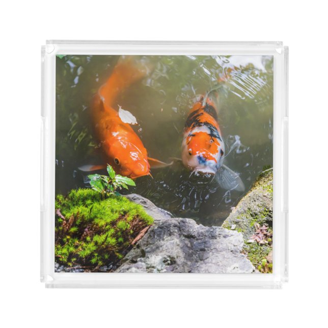 Koi fish in a pond acrylic tray (Front)