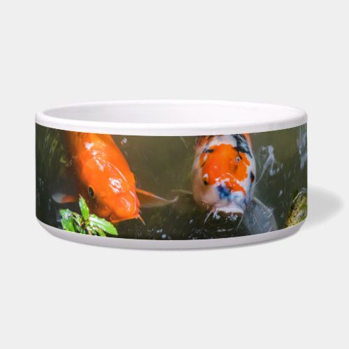 Koi fish in a pond bowl