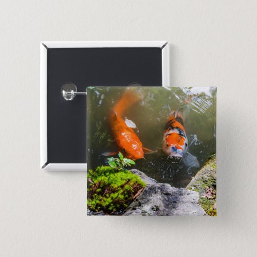 Koi fish in a pond button