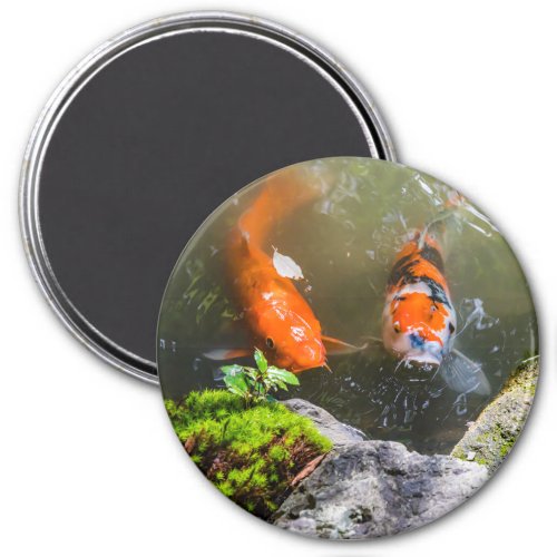 Koi fish in a pond magnet