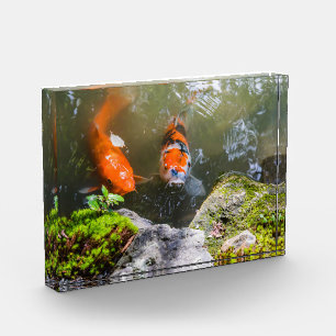 Koi fish in a pond photo block