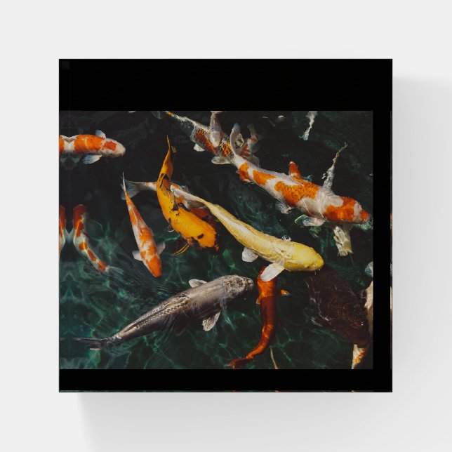 Koi Fish Paperweight (Front)
