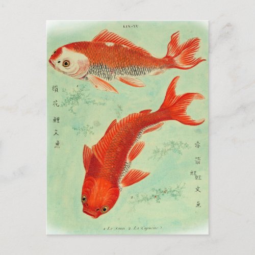 Koi Fish Postcard