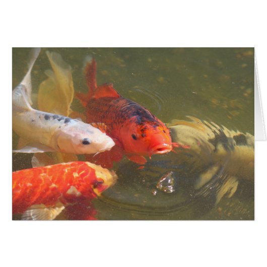 Koi fish v.1 cards (Front Horizontal)