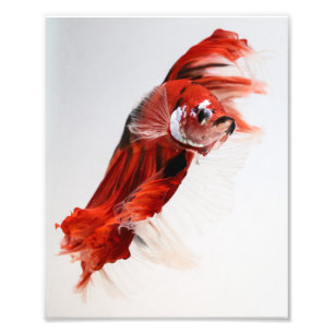 Koi Halfmoon Betta Fish 2 Photo Print