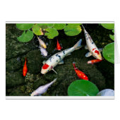 Koi Pond (Front Horizontal)