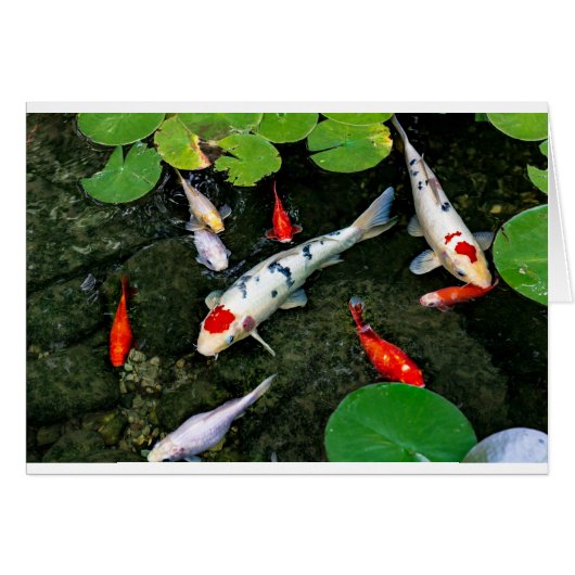 Koi Pond Cards (Front Horizontal)