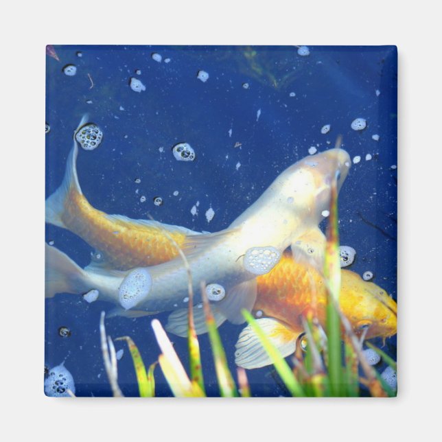 koi pond fish magnet (Front)