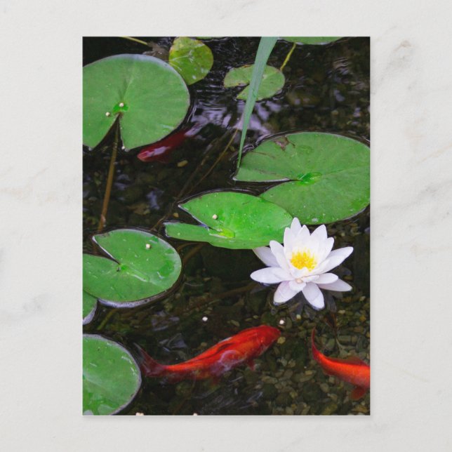 Koi Pond Postcard (Front)