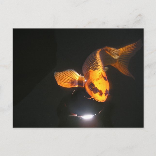 Koi Post Card Not Cropped (Front)