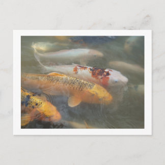 Koi Postcard