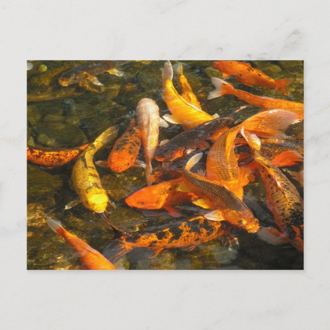 KOI POSTCARD (Front)