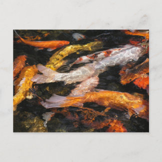 Koi Postcard