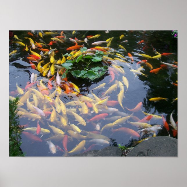 Koi Splendor Poster (Front)