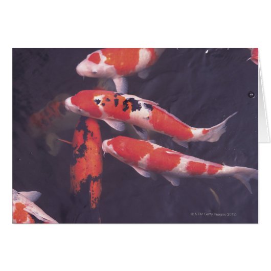 Koi swimming in pool cards (Front Horizontal)