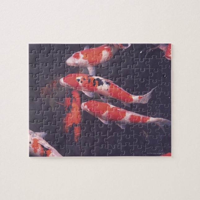 Koi swimming in pool jigsaw puzzle (Horizontal)