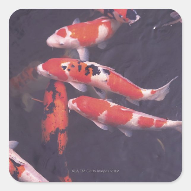 Koi swimming in pool square sticker (Front)