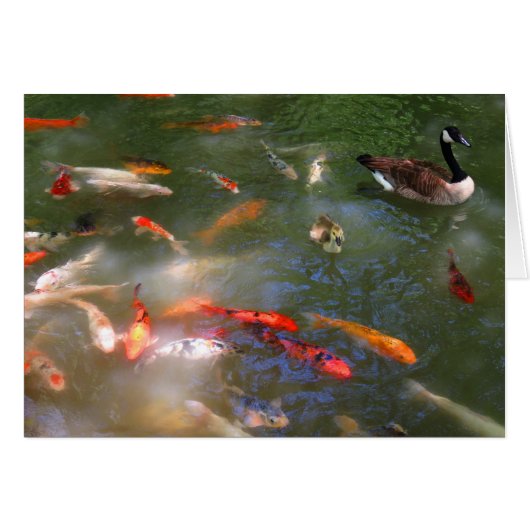 Koi with Canada Geese Cards (Front Horizontal)