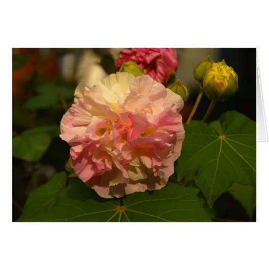 Koinonia   "Fellowship On The Path" (Front Horizontal)