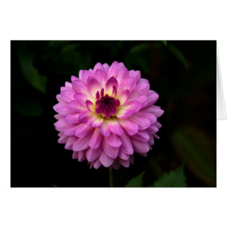 Koinonia "Fellowship On The Path"