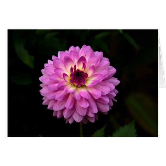 Koinonia "Fellowship On The Path" (Front Horizontal)