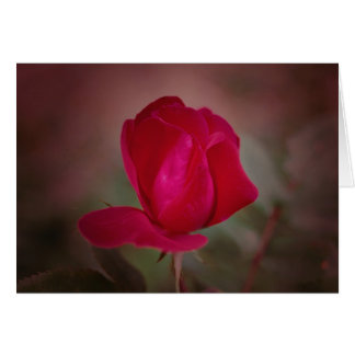 Koinonia "Fellowship On The Path"