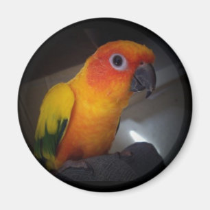 kojo the sun conure - Customized Magnet