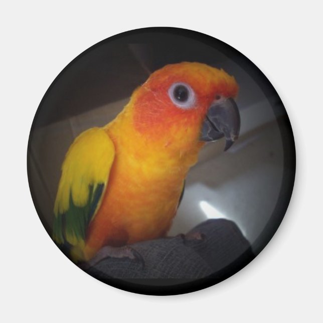 kojo the sun conure - Customized Magnet (Front)