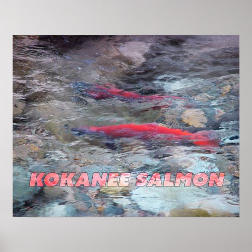 Kokanee Salmon Poster