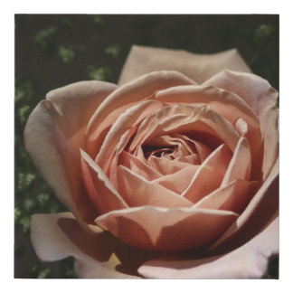 Koko Loco Rose Close Up Faux Canvas Print