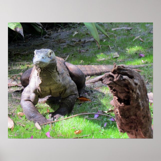 Komodo Dragon (0606) Poster (Front)