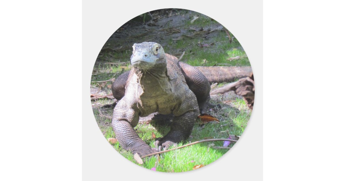 Komodo Dragon (0606) Stickers | Zazzle