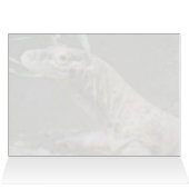 Komodo Dragon (0751) Cards (Inside Horizontal (Top))