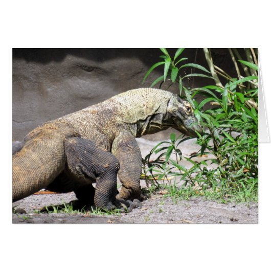 Komodo Dragon (0767) Cards (Front Horizontal)