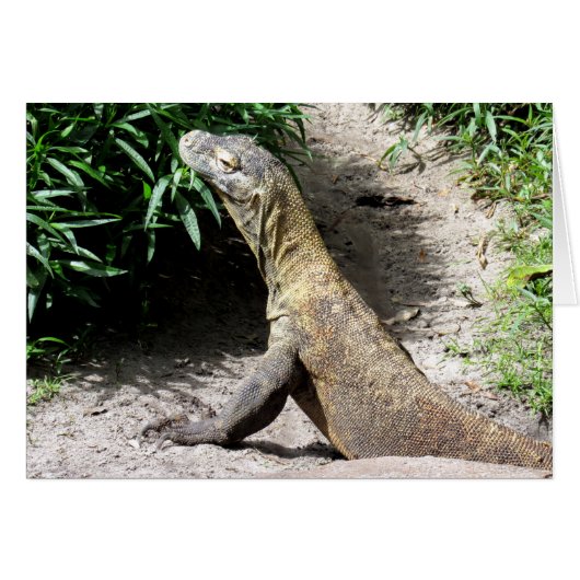 Komodo Dragon (0780) Cards (Front Horizontal)