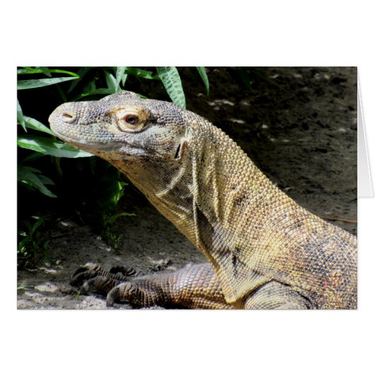 Komodo Dragon (0804) Cards (Front Horizontal)