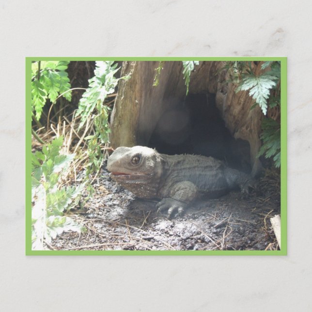 Komodo Dragon Coming Out Of His Home Under Tree Postcard (Front)