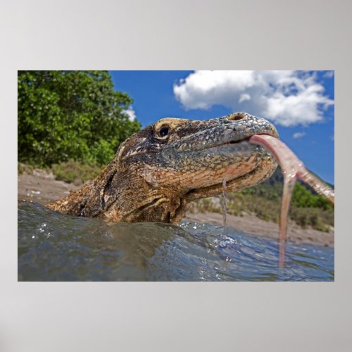 Komodo Dragon In Shallow Water Poster