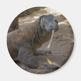 Komodo Dragon Licking Magnet