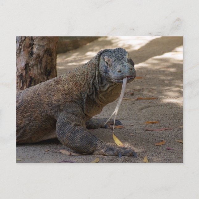 Komodo Dragon Licking Postcard (Front)