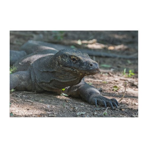 Komodo Dragon Lizard Acrylic Print